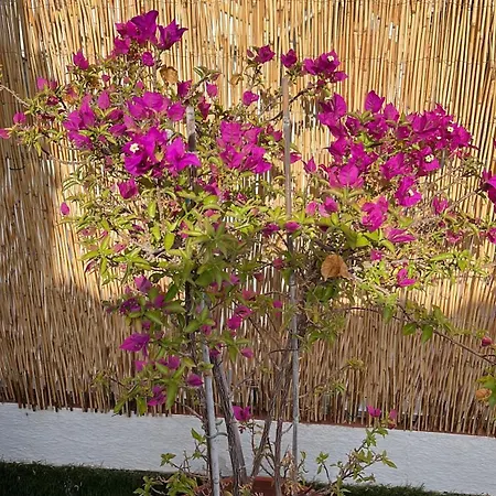 Apartment Secret Attic *